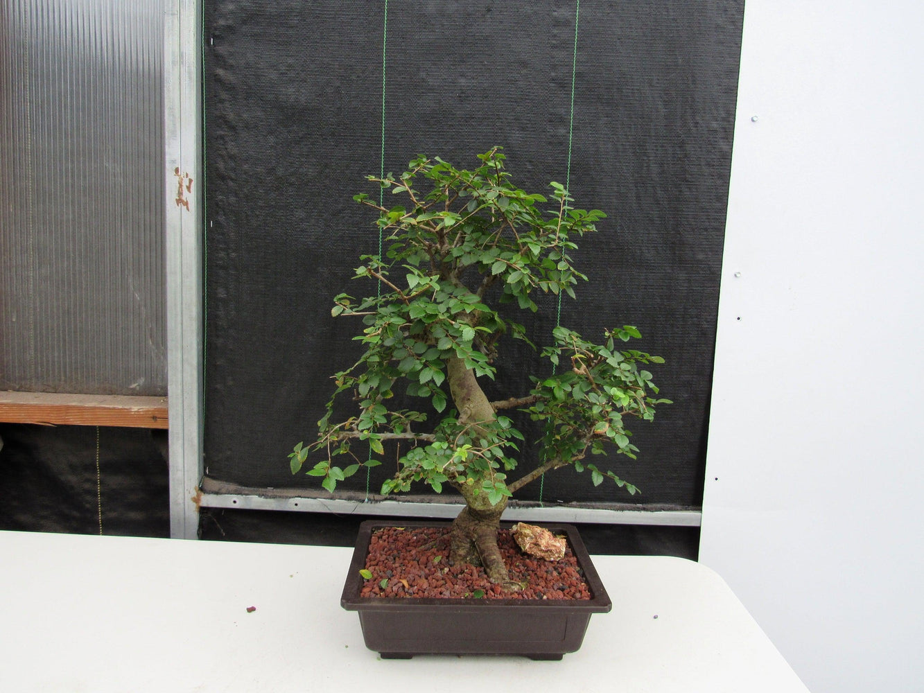 29 Year Old Chinese Elm Specimen Curved Trunk Bonsai Tree