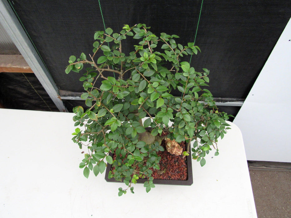 29 Year Old Chinese Elm Specimen Curved Trunk Bonsai Tree Canopy
