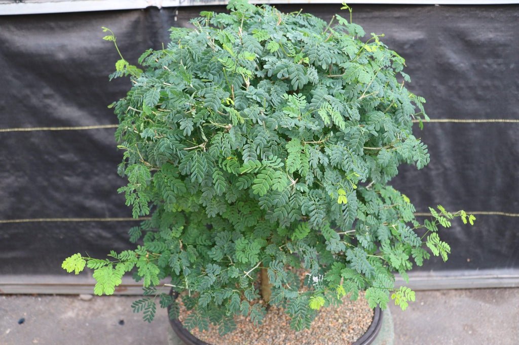 29 Year Old Flowering Brazilian Raintree Specimen Bonsai Tree Crown