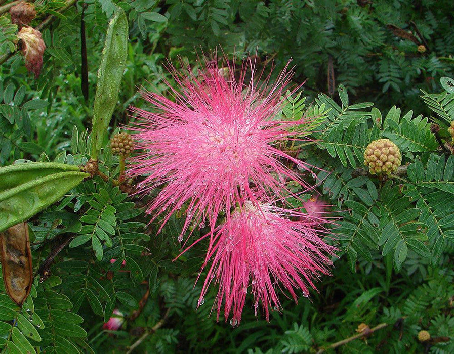 Brazilian Raintree Flower