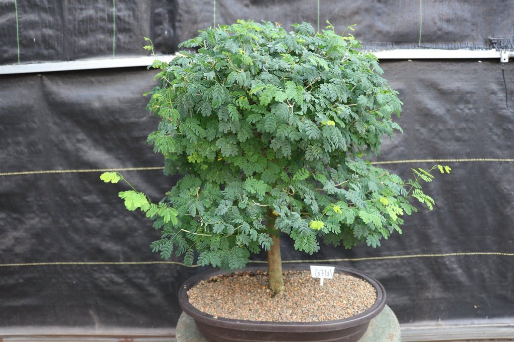 29 Year Old Flowering Brazilian Raintree Specimen Bonsai Tree Profile