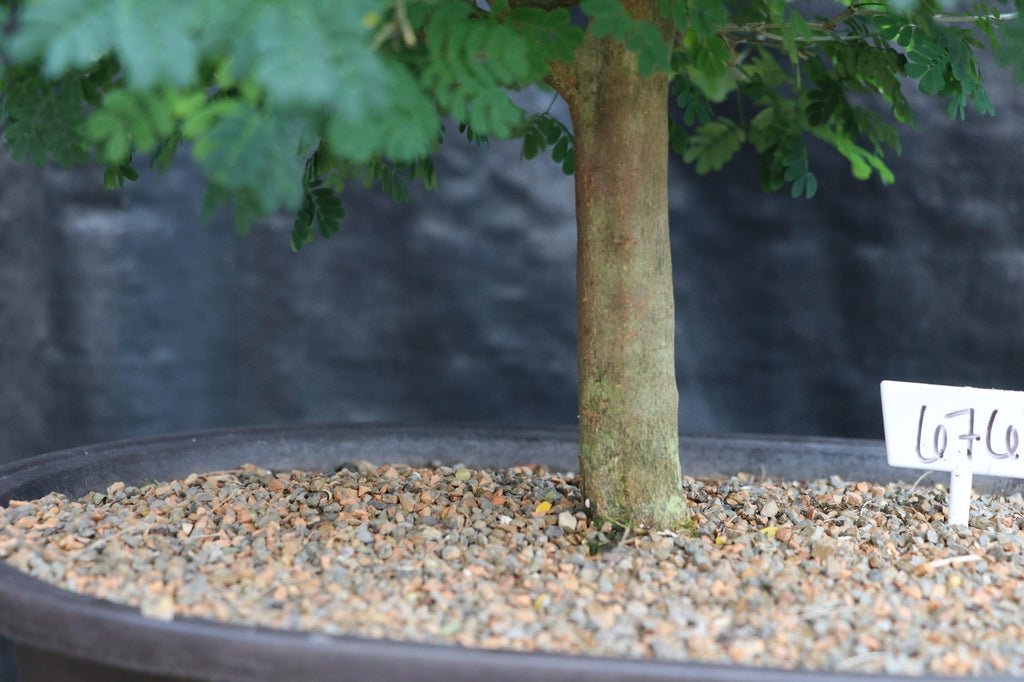 29 Year Old Flowering Brazilian Raintree Specimen Bonsai Tree Trunk