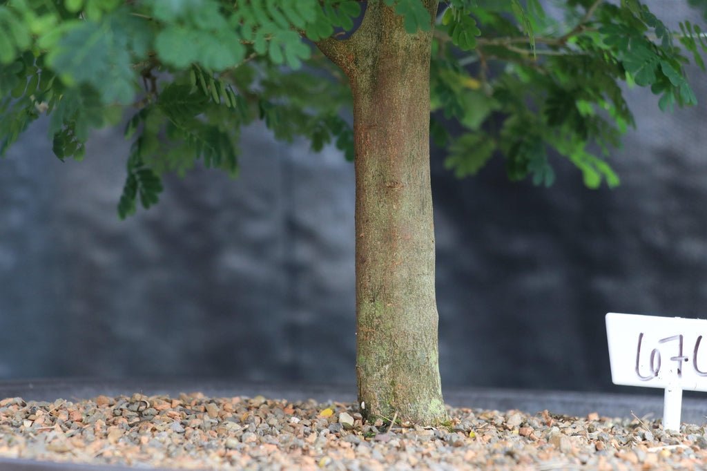 29 Year Old Flowering Brazilian Raintree Specimen Bonsai Tree Bark