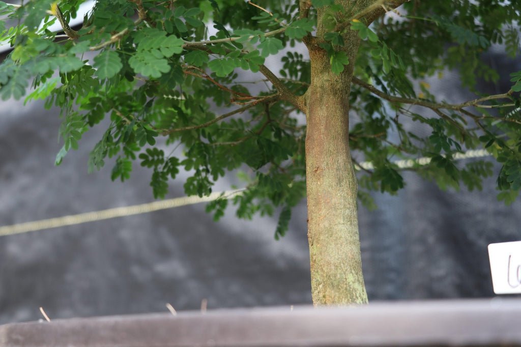 29 Year Old Flowering Brazilian Raintree Specimen Bonsai Tree Upright