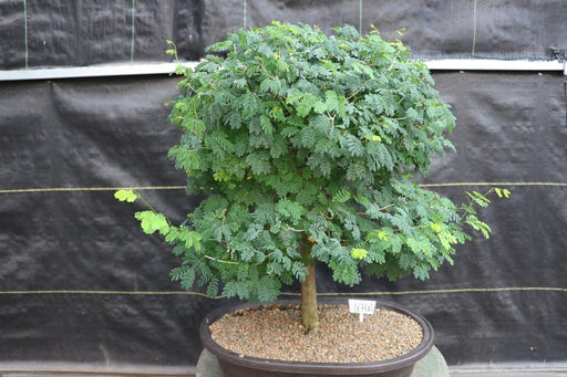 29 Year Old Flowering Brazilian Raintree Specimen Bonsai Tree