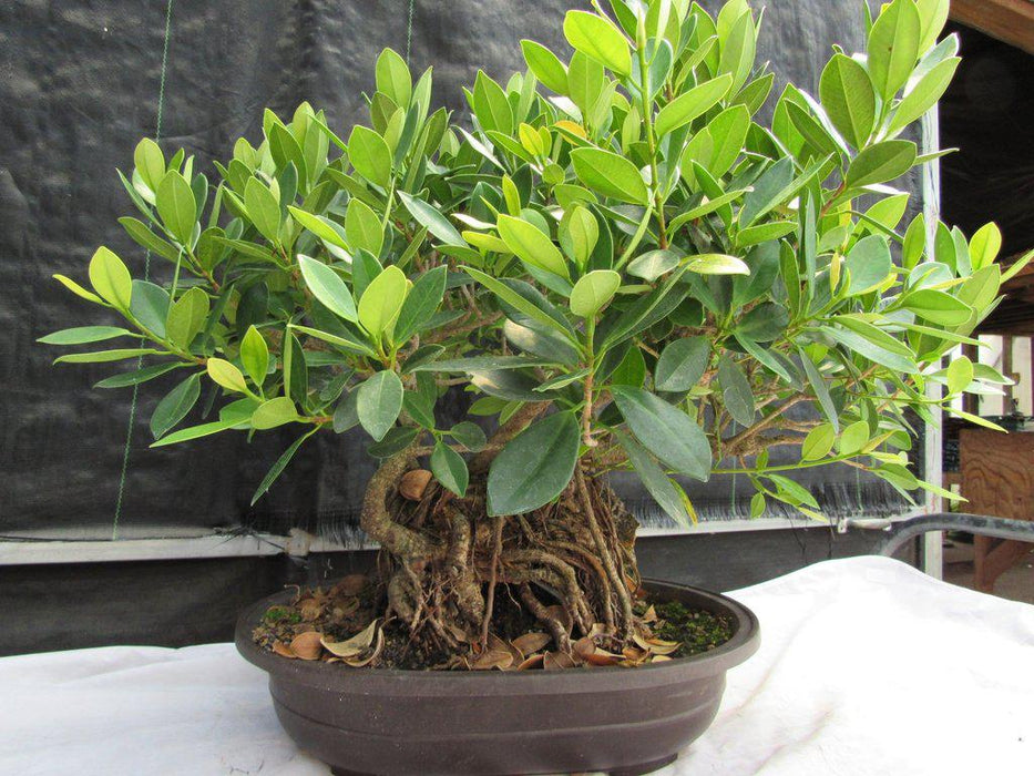 29 Year Old Fruiting Green Emerald Ficus Root Over Rock Specimen Bonsai Tree Back