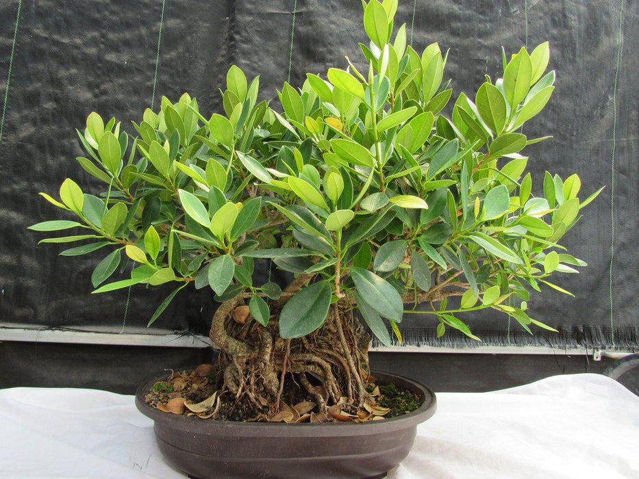 29 Year Old Fruiting Green Emerald Ficus Root Over Rock Specimen Bonsai Tree Front
