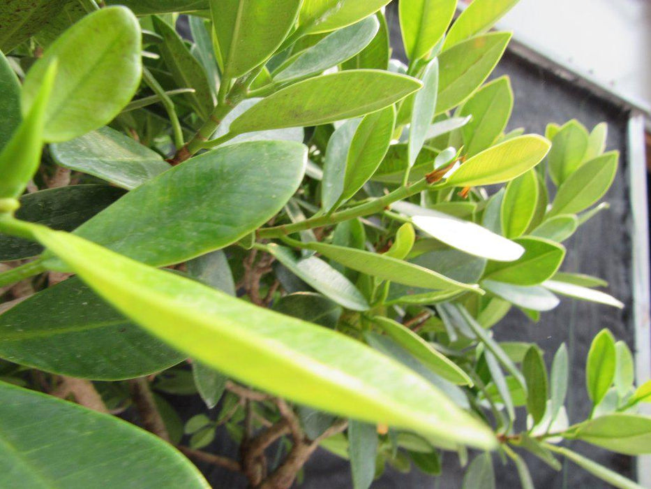 29 Year Old Fruiting Green Emerald Ficus Root Over Rock Specimen Bonsai Tree Leaf