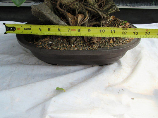 bonsai root rot 29 Year Old Fruiting Green Emerald Ficus Root Over Rock Specimen Bonsa