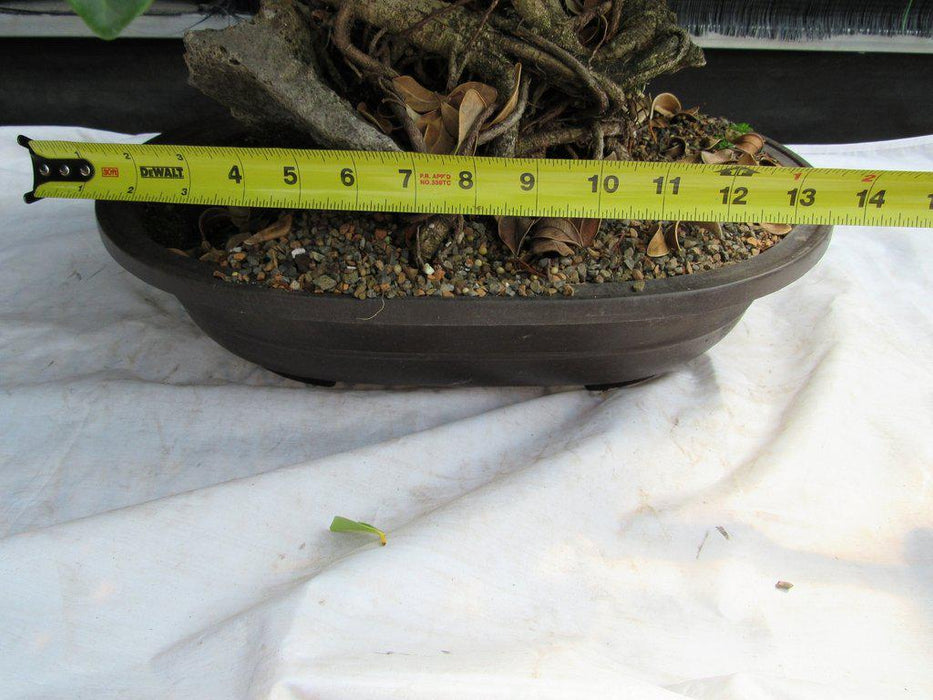 29 Year Old Fruiting Green Emerald Ficus Root Over Rock Specimen Bonsai Tree Width