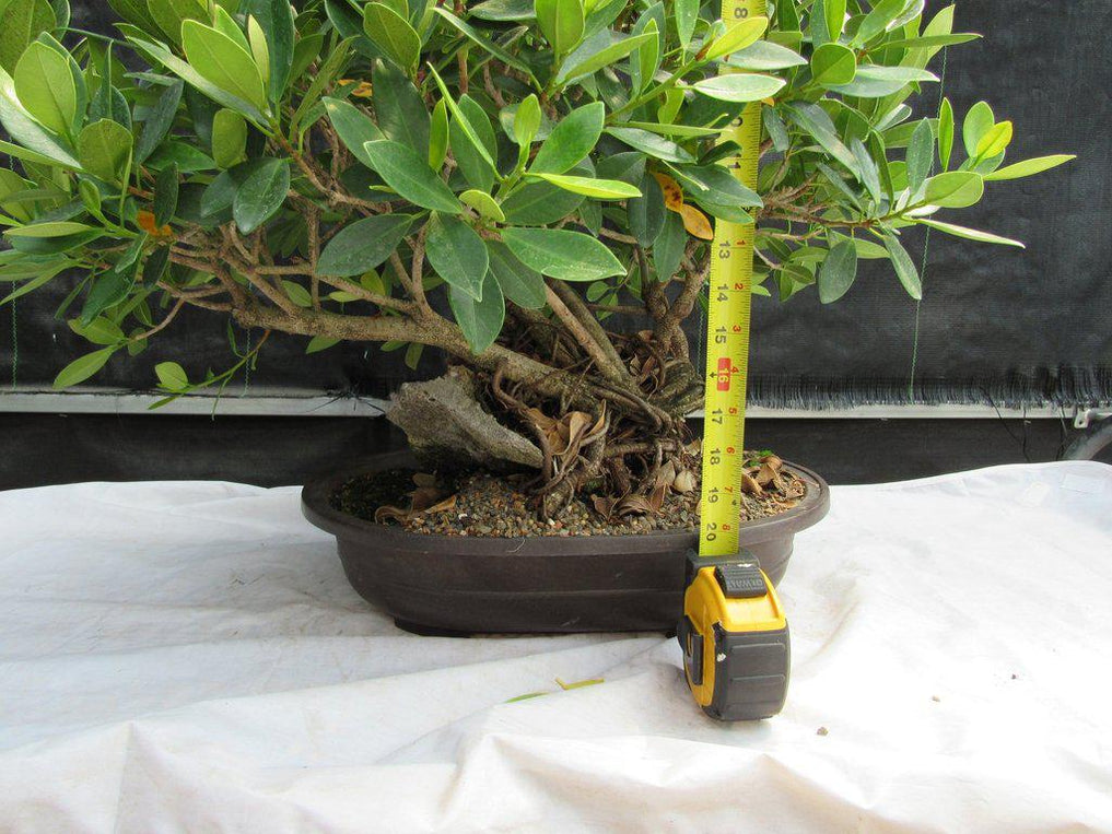 29 Year Old Fruiting Green Emerald Ficus Root Over Rock Specimen Bonsa