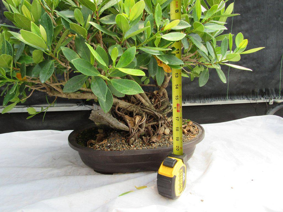 29 Year Old Fruiting Green Emerald Ficus Root Over Rock Specimen Bonsai Tree Size