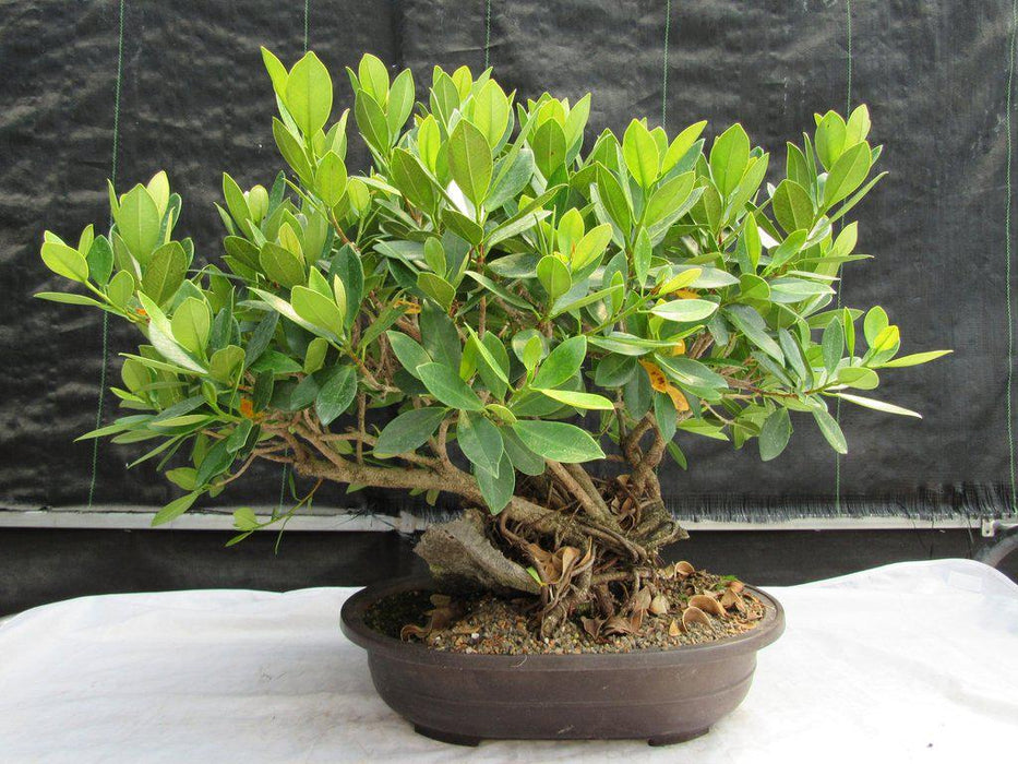 29 Year Old Fruiting Green Emerald Ficus Root Over Rock Specimen Bonsai Tree