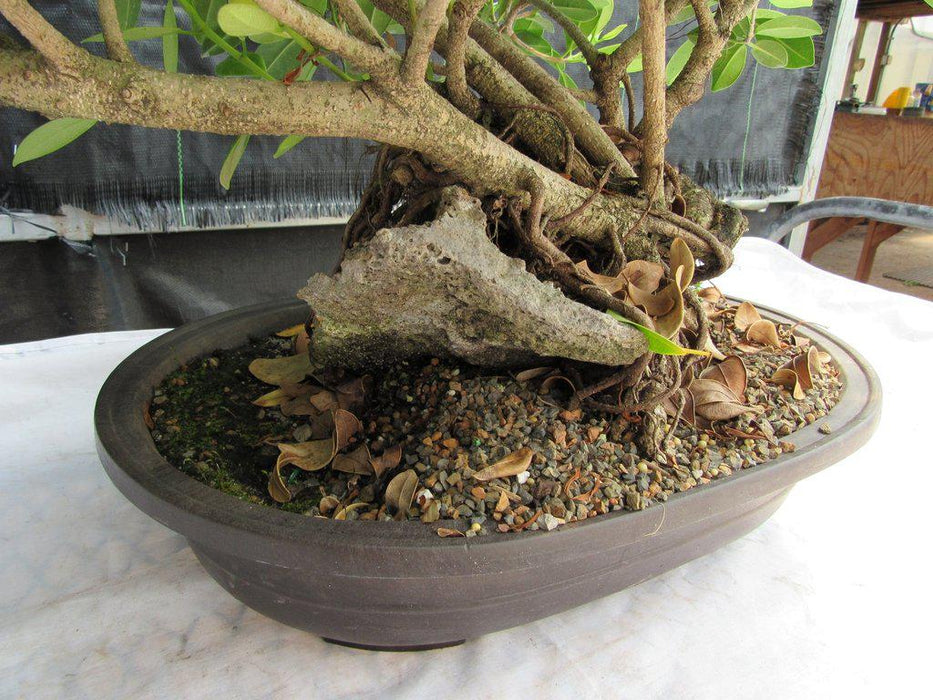 29 Year Old Fruiting Green Emerald Ficus Root Over Rock Specimen Bonsai Tree Rock