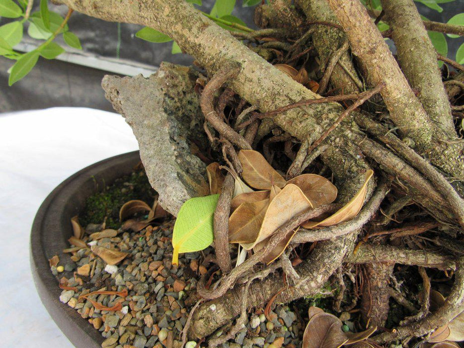 29 Year Old Fruiting Green Emerald Ficus Root Over Rock Specimen Bonsai Tree Rock Mid