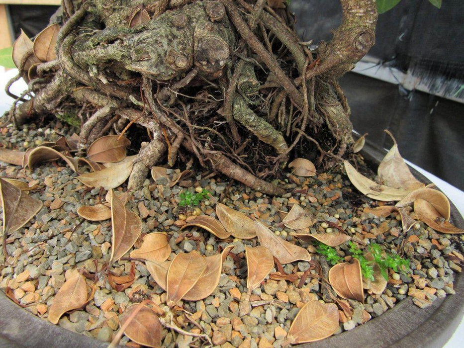 29 Year Old Fruiting Green Emerald Ficus Root Over Rock Specimen Bonsai Tree Air Roots