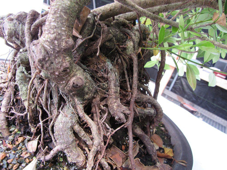 29 Year Old Fruiting Green Emerald Ficus Root Over Rock Specimen Bonsai Tree Root Ball