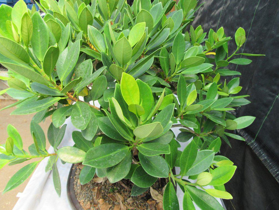 29 Year Old Fruiting Green Emerald Ficus Root Over Rock Specimen Bonsai Tree Foliage