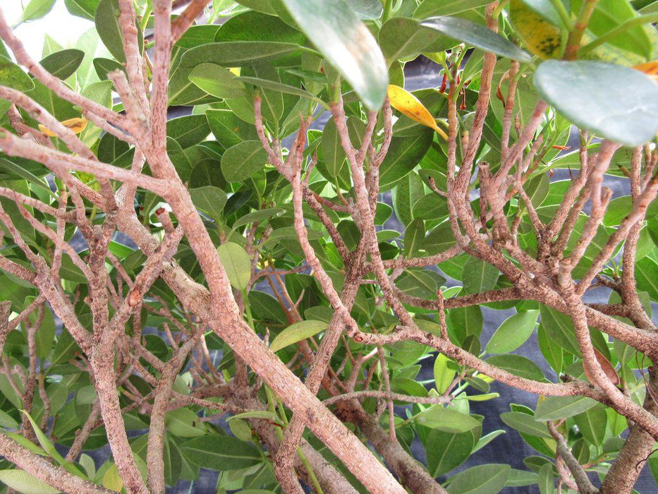 29 Year Old Fruiting Green Emerald Ficus Root Over Rock Specimen Bonsai Tree Branches