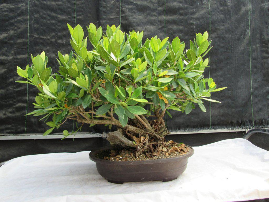 29 Year Old Fruiting Green Emerald Ficus Root Over Rock Specimen Bonsai Tree Profile