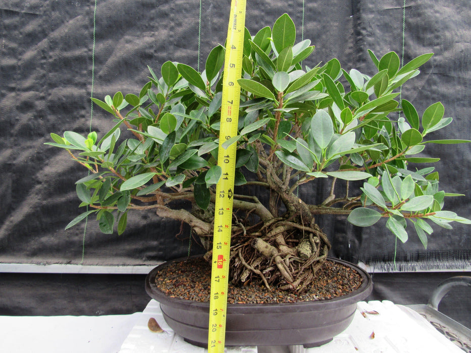 29 Year Old Green Island Ficus Root Over Rock Specimen Bonsai Tree Height