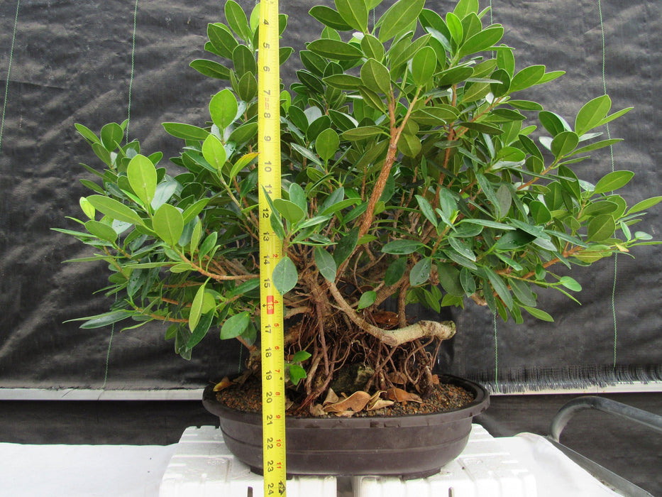 29 Year Old Green Island Ficus Root Over Rock Specimen Bonsai Tree Tall