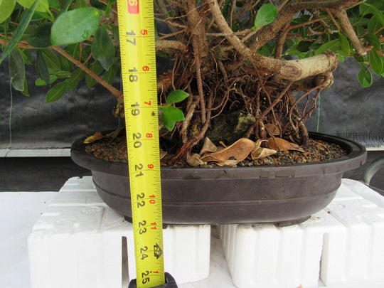 grafted ficus bonsai tree 29 Year Old Green Island Ficus Root Over Rock Specimen Bonsai Tree