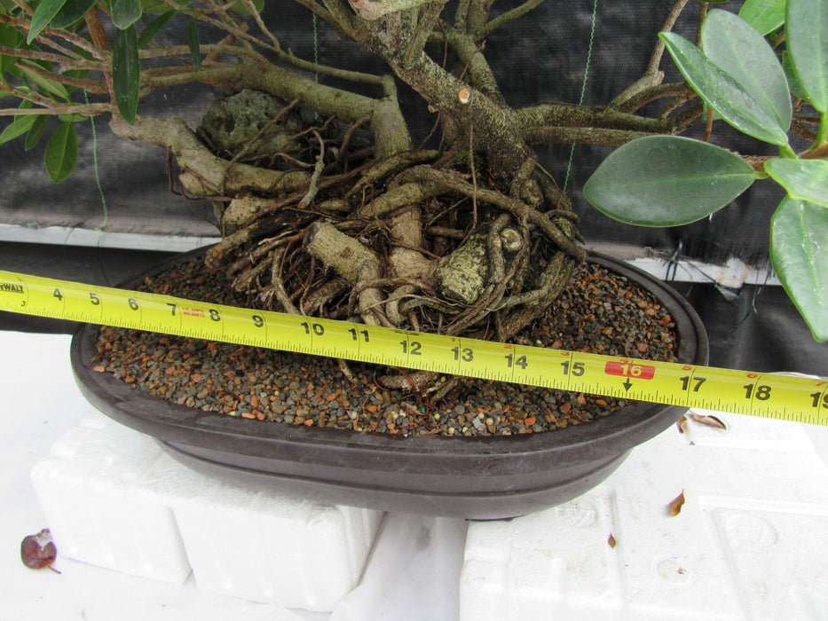 29 Year Old Green Island Ficus Root Over Rock Specimen Bonsai Tree Size