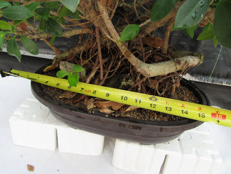 29 Year Old Green Island Ficus Root Over Rock Specimen Bonsai Tree Size