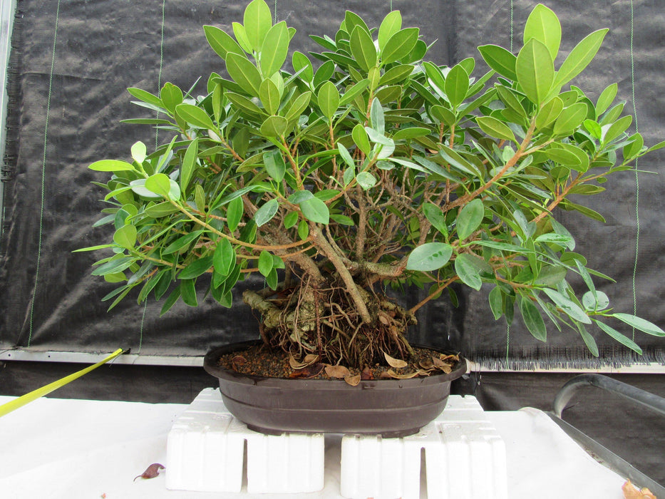 29 Year Old Green Island Ficus Root Over Rock Specimen Bonsai Tree Back