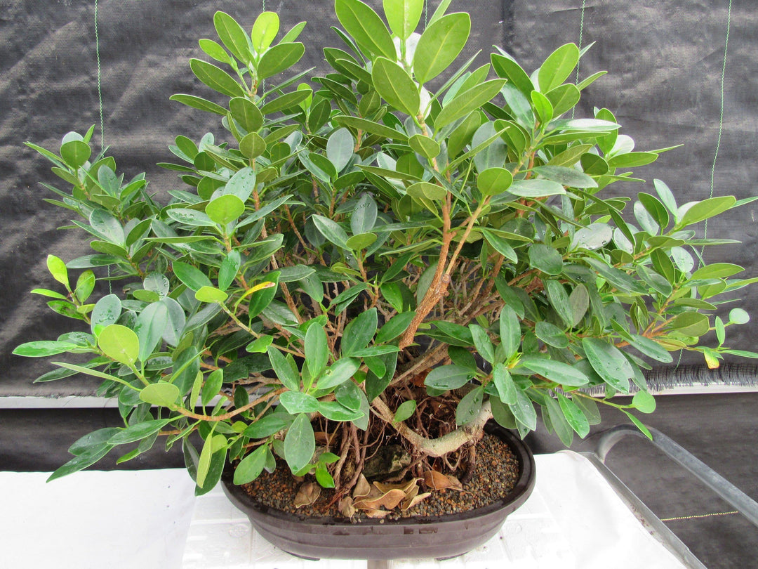 29 Year Old Green Island Ficus Root Over Rock Specimen Bonsai Tree Profile