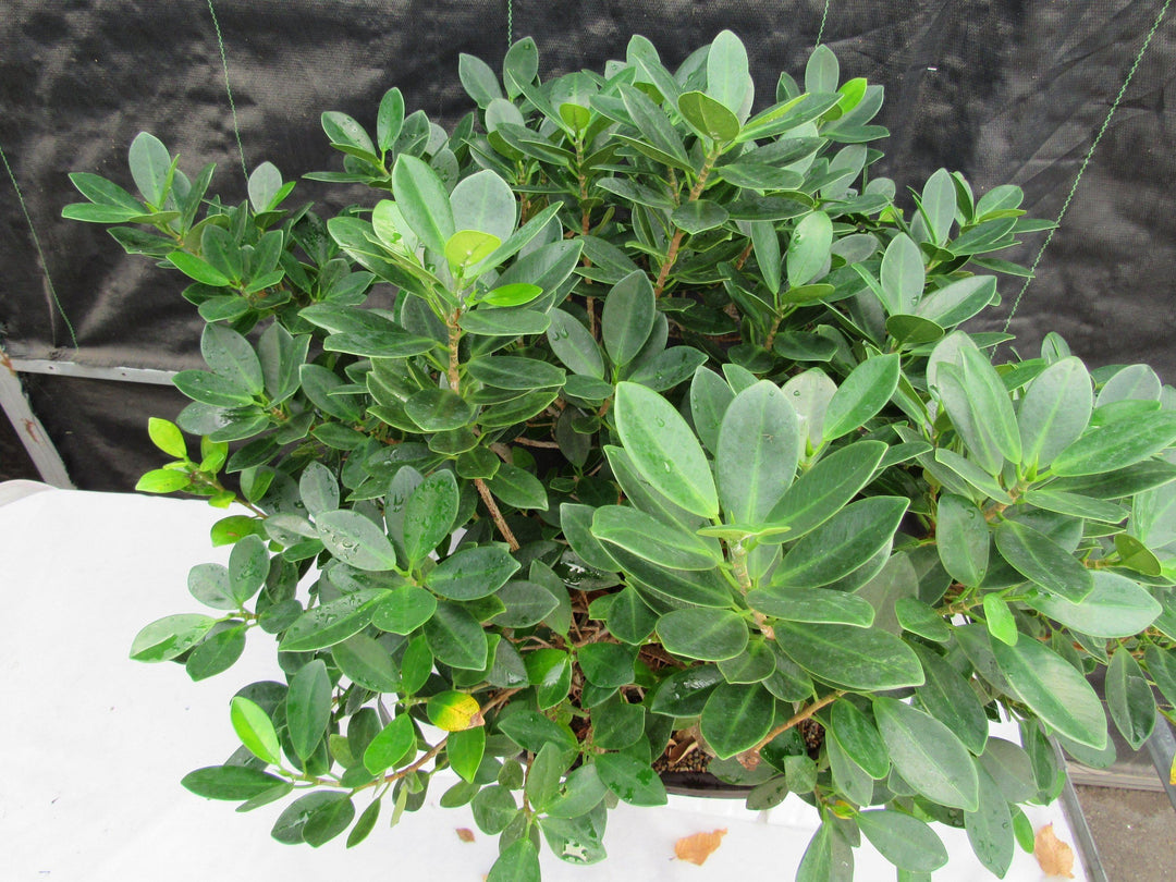 29 Year Old Green Island Ficus Root Over Rock Specimen Bonsai Tree Top
