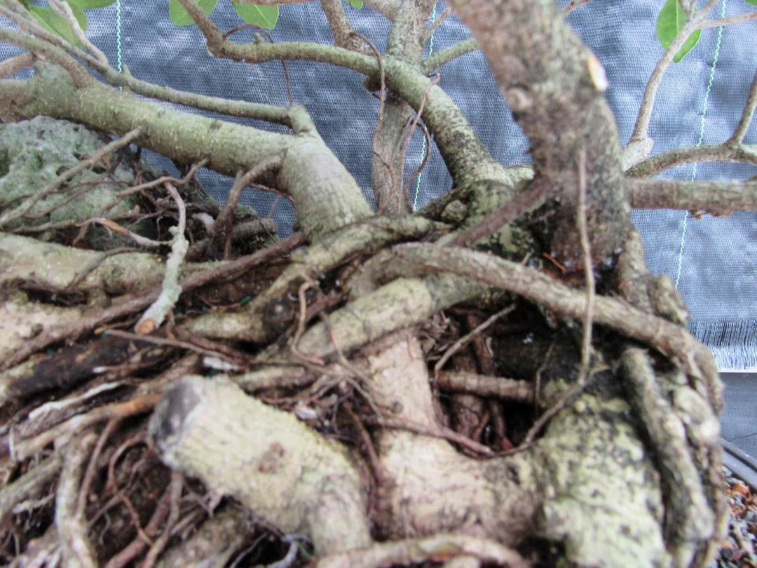 29 Year Old Green Island Ficus Root Over Rock Specimen Bonsai Tree Roots