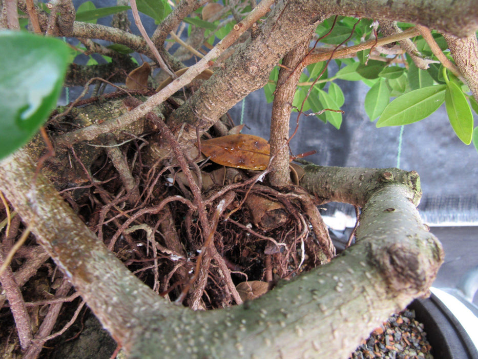 29 Year Old Green Island Ficus Root Over Rock Specimen Bonsai Tree Bark