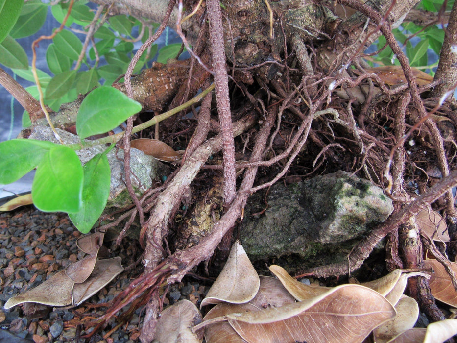 29 Year Old Green Island Ficus Root Over Rock Specimen Bonsai Tree Rock