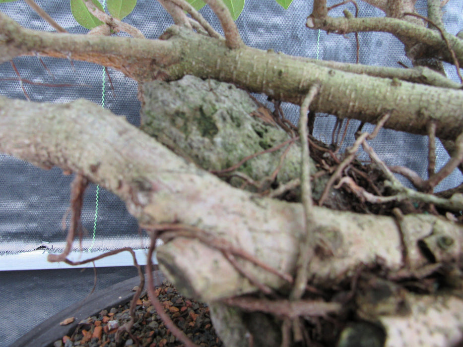 29 Year Old Green Island Ficus Root Over Rock Specimen Bonsai Tree Rock