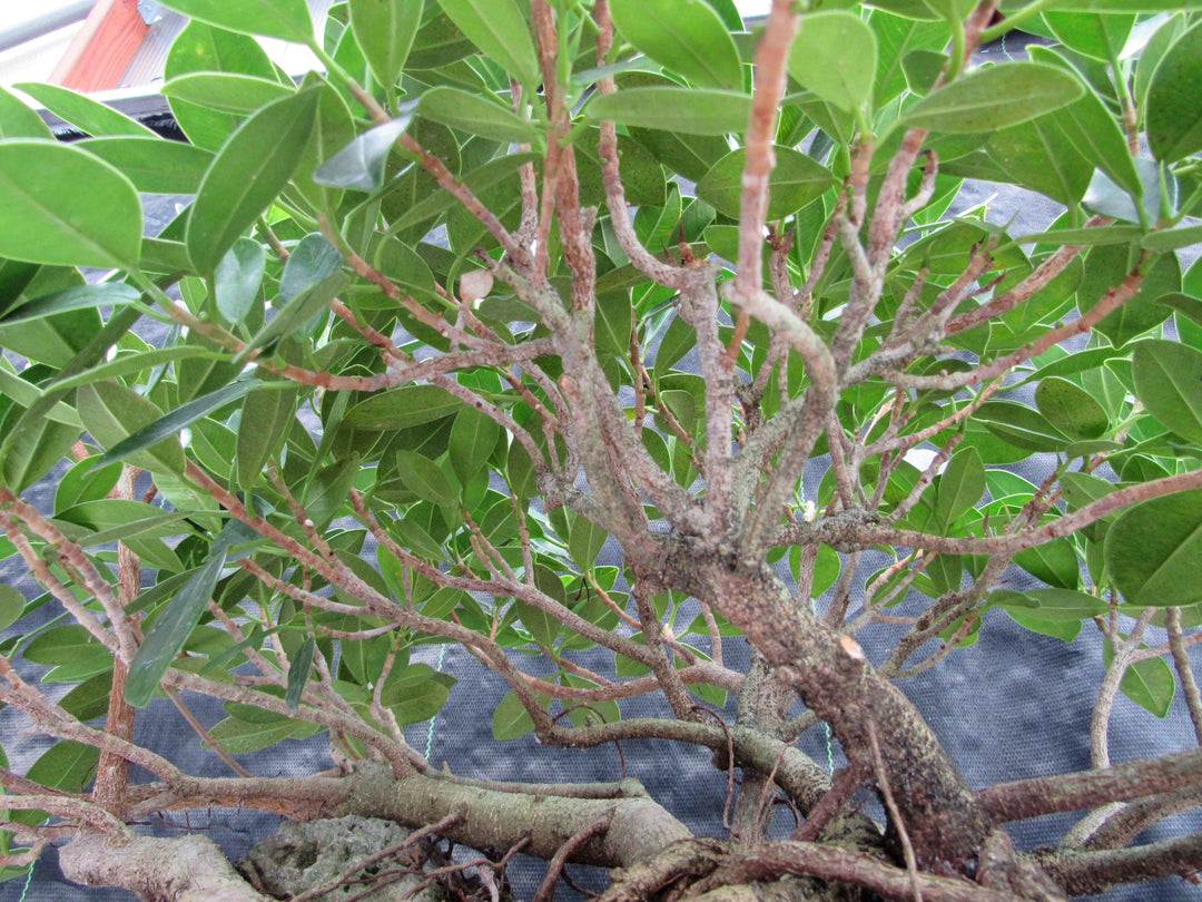 29 Year Old Green Island Ficus Root Over Rock Specimen Bonsai Tree Branches