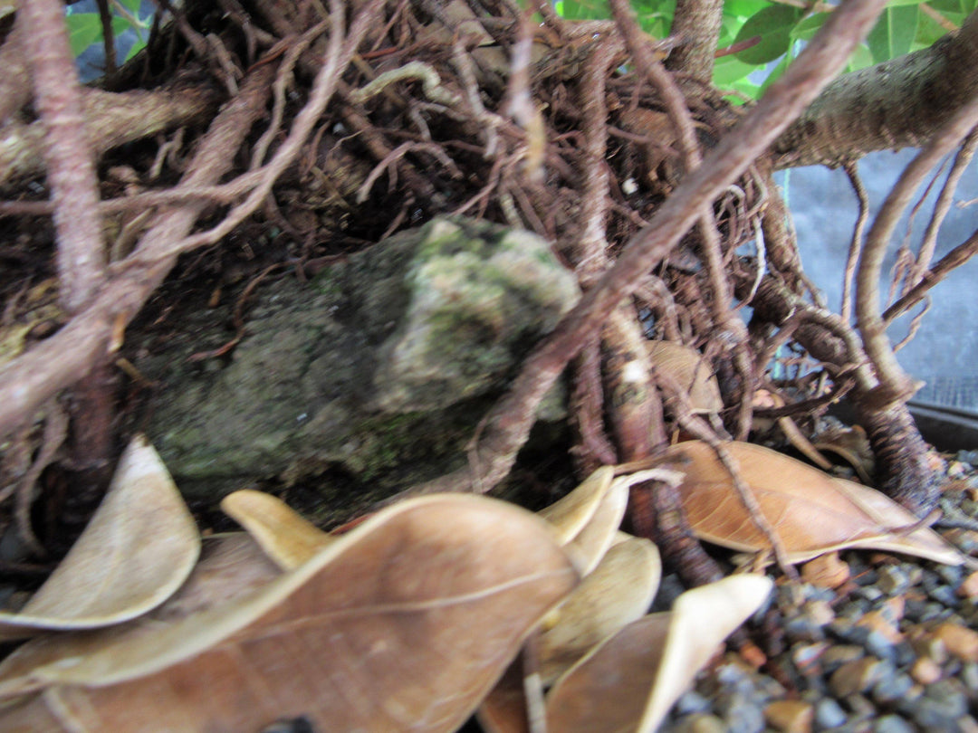 29 Year Old Green Island Ficus Root Over Rock Specimen Bonsai Tree Rootball