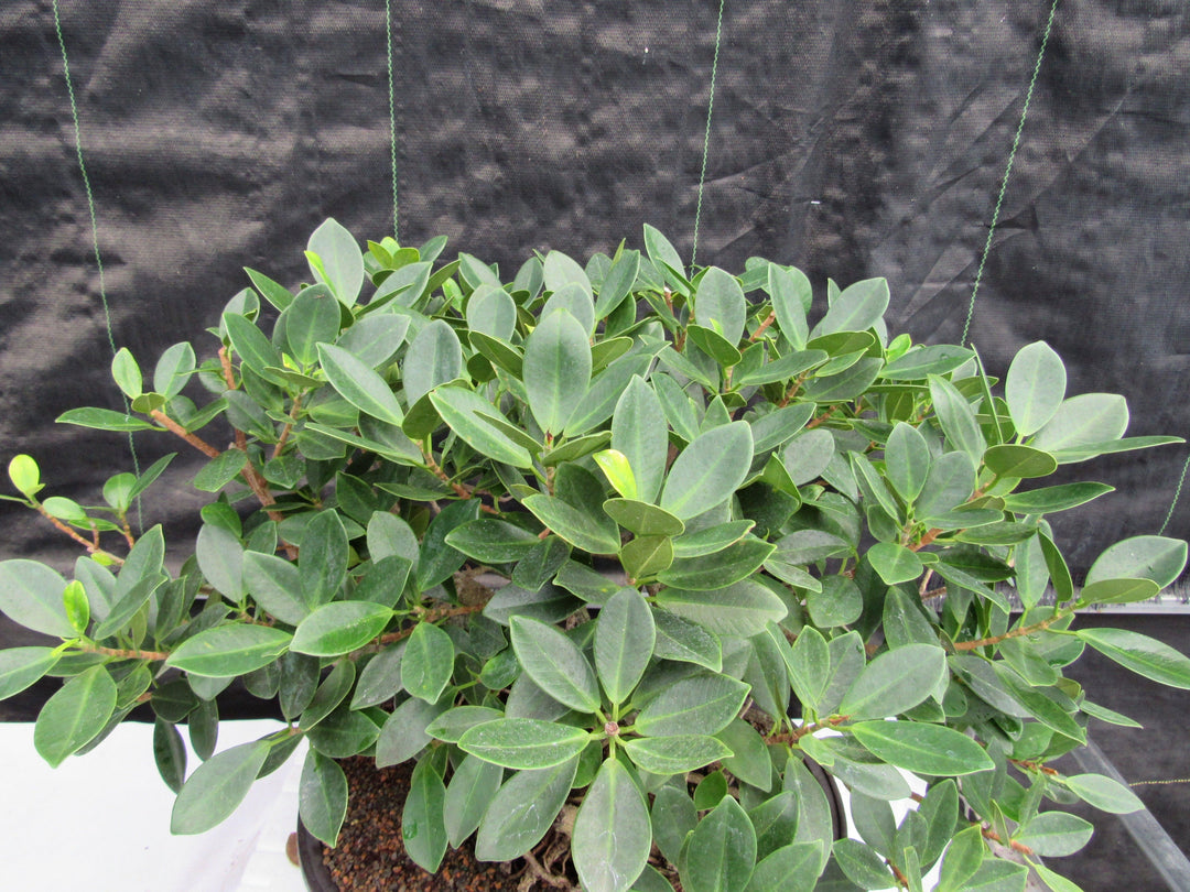 29 Year Old Green Island Ficus Root Over Rock Specimen Bonsai Tree Top