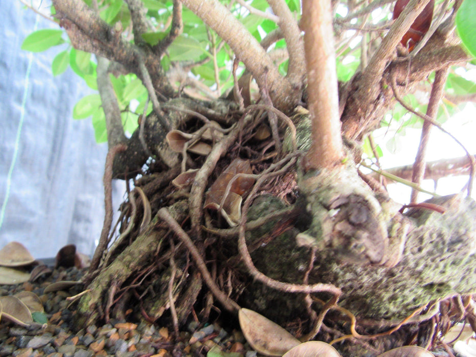 29 Year Old Green Island Ficus Root Over Rock Specimen Bonsai Tree Trunk