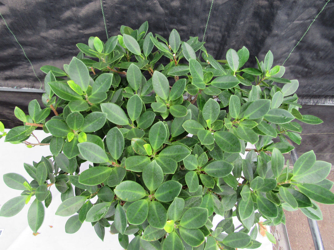 29 Year Old Green Island Ficus Root Over Rock Specimen Bonsai Tree Foliage