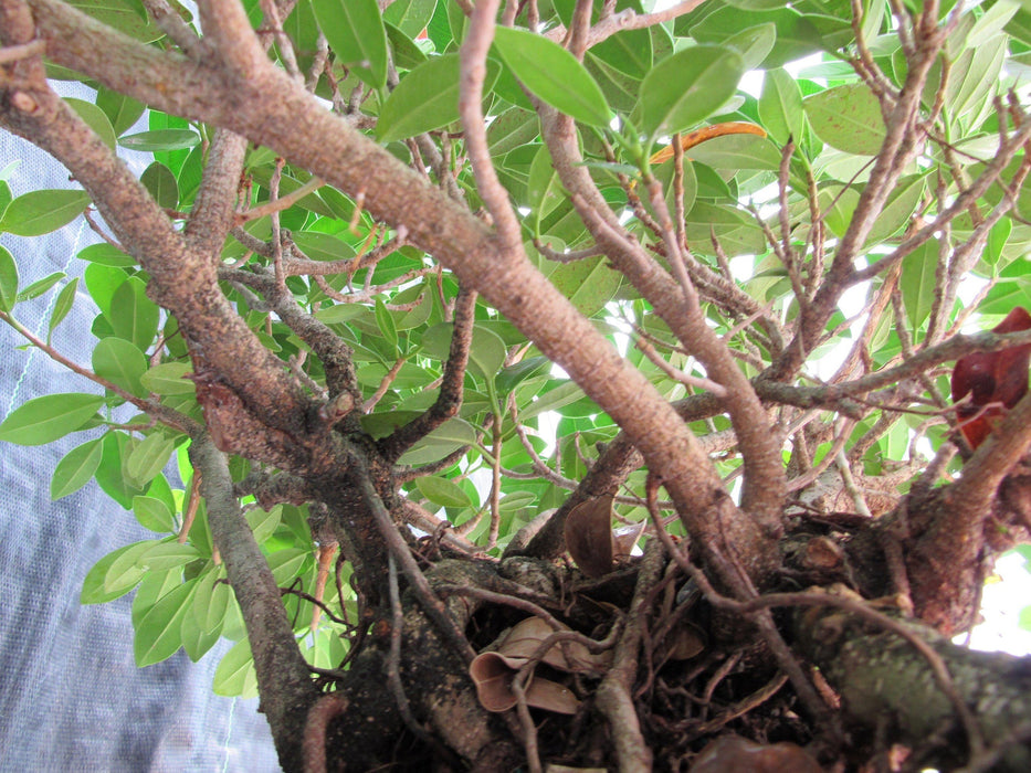 29 Year Old Green Island Ficus Root Over Rock Specimen Bonsai Tree Branches