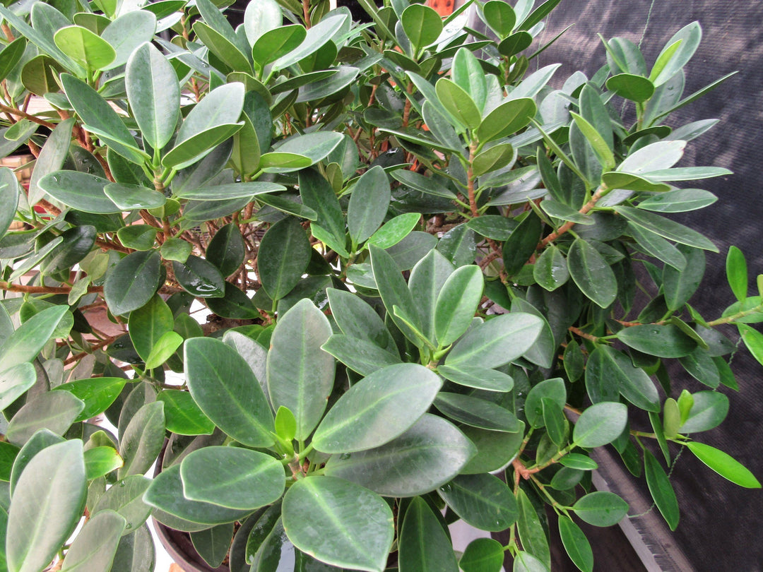 29 Year Old Green Island Ficus Root Over Rock Specimen Bonsai Tree Leaves
