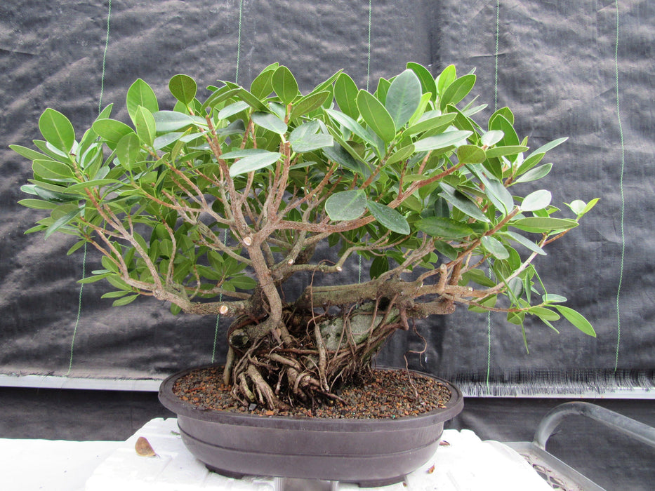 29 Year Old Green Island Ficus Root Over Rock Specimen Bonsai Tree Back