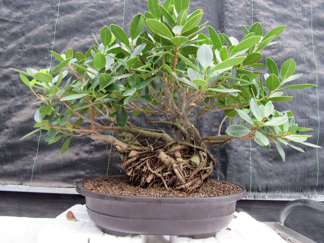 29 Year Old Green Island Ficus Root Over Rock Specimen Bonsai Tree