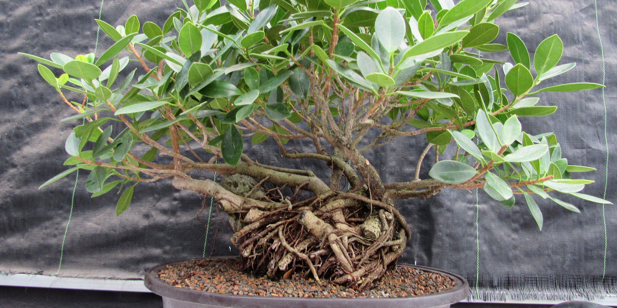 green island ficus bonsai tree 29 Year Old Green Island Ficus Root Over Rock Specimen Bonsai Tree