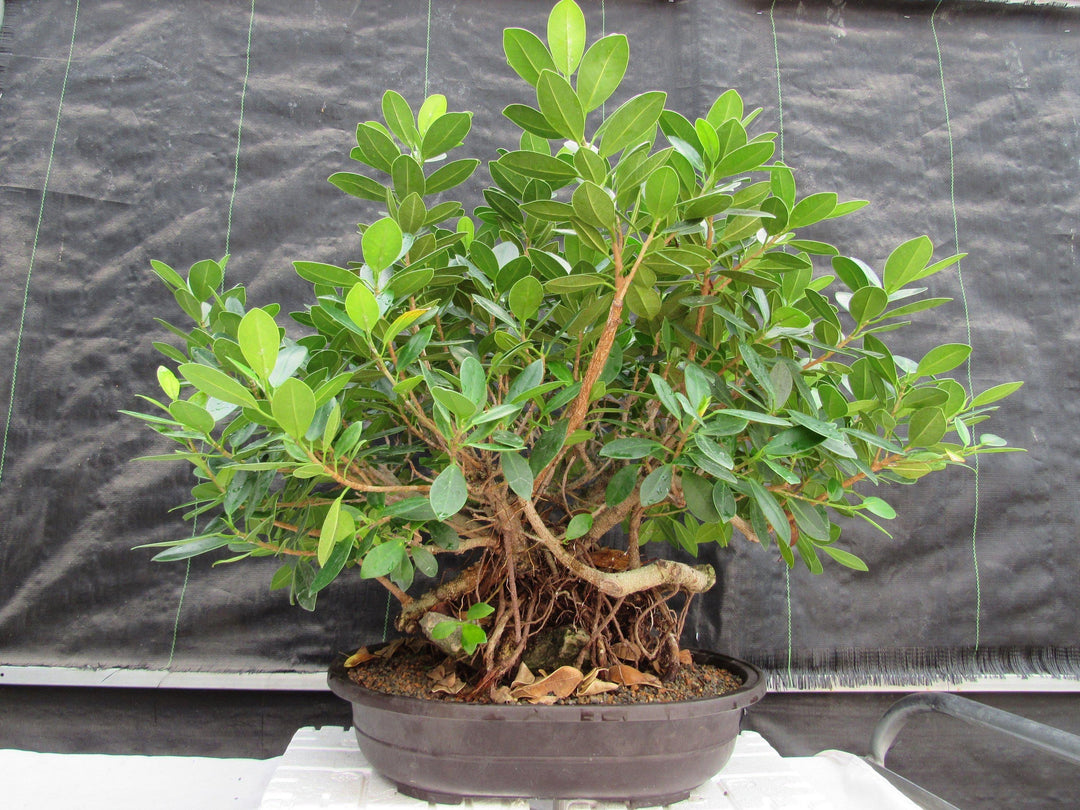 29 Year Old Green Island Ficus Root Over Rock Specimen Bonsai Tree