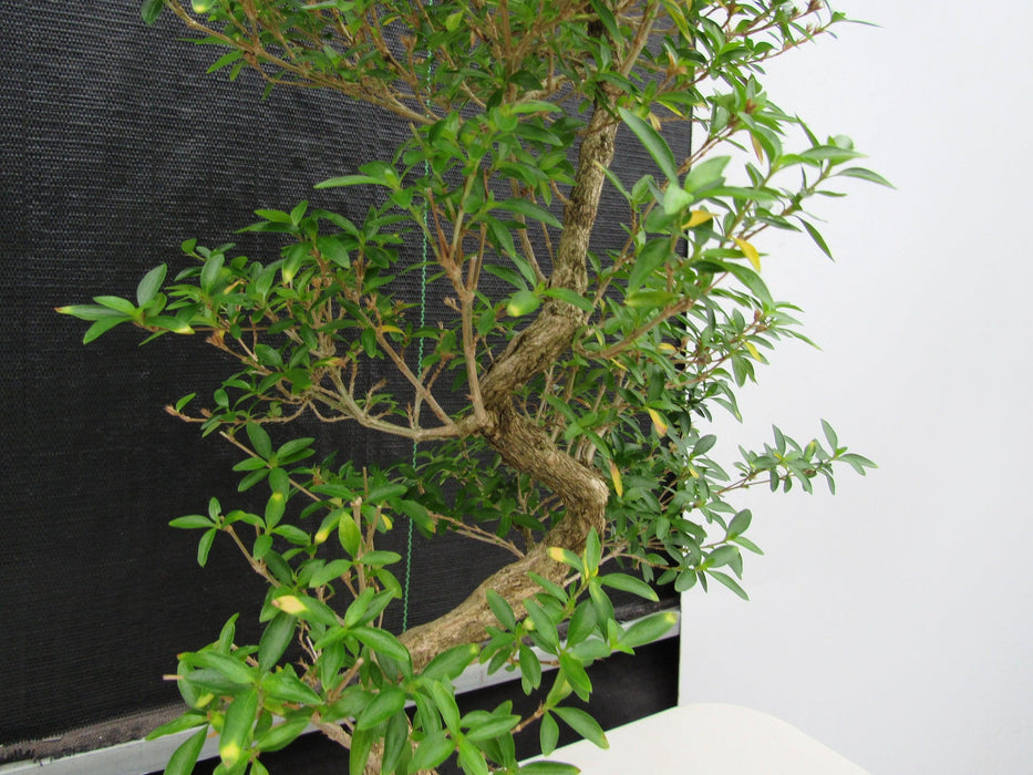 29 Year Old Thousand Star Serissa Flowering "S" Specimen Bonsai Tree Bark