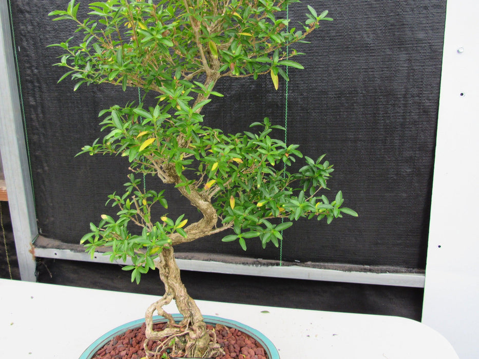 29 Year Old Thousand Star Serissa Flowering "S" Specimen Bonsai Tree Curve