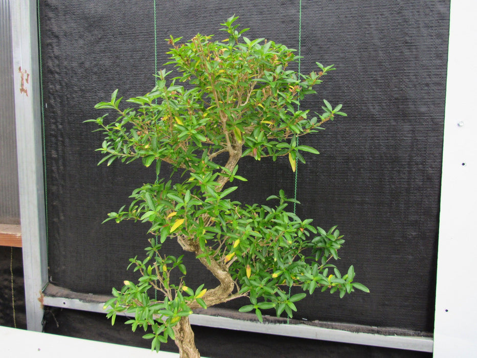 29 Year Old Thousand Star Serissa Flowering "S" Specimen Bonsai Tree Pads